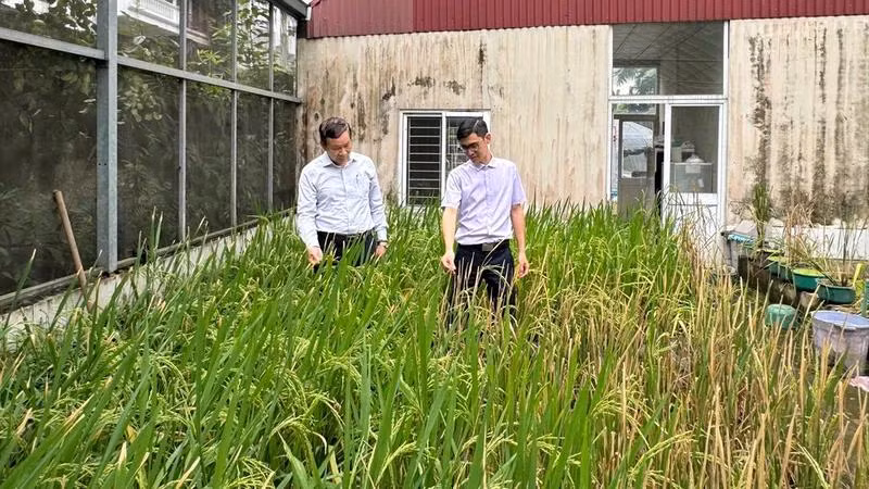 La zone expérimentale de recherche sur le riz de l'Institut de génétique agricole. Photo : NDEL.