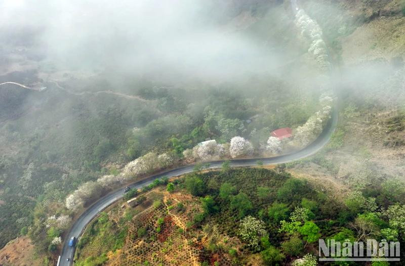 Paysages féeriques sur les routes du Nord-Ouest lors de la saison des fleurs de bauhinia. Photo : NDEL