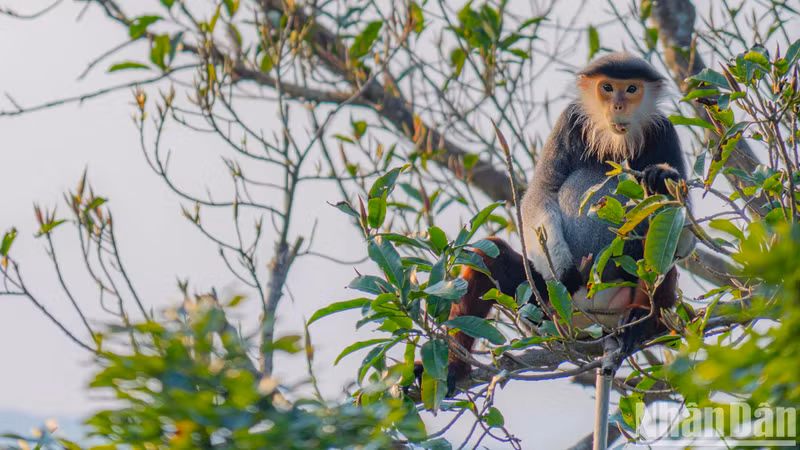 Sur le visage des doucs à pattes rouges adultes, les mâles et les femelles ont une longue fourrure blanche autour du visage.