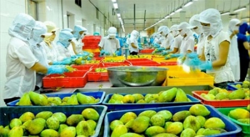Le Vietnam, acteur clé du marché américain des fruits transformés. Photo d'illustration/VGP.