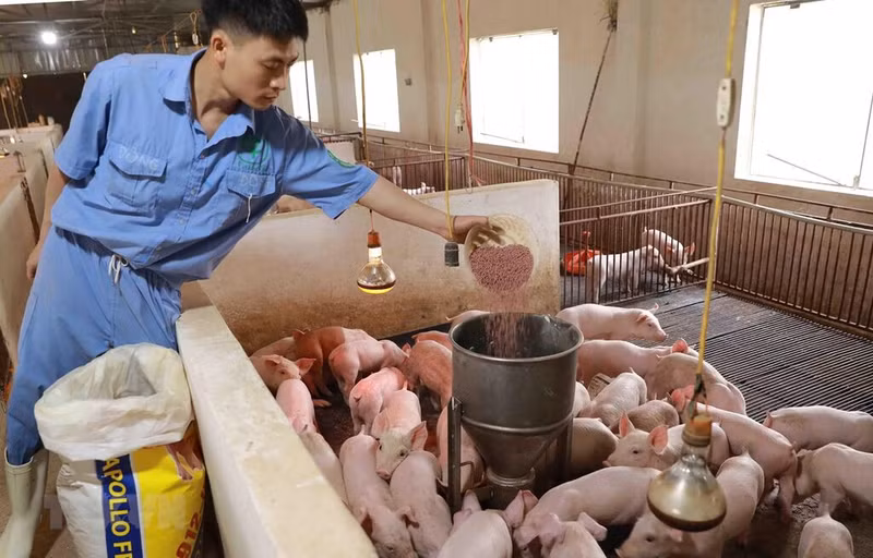 Le Vietnam exporte actuellement une large gamme de produits agricoles dans le monde entier. Photo: CVN