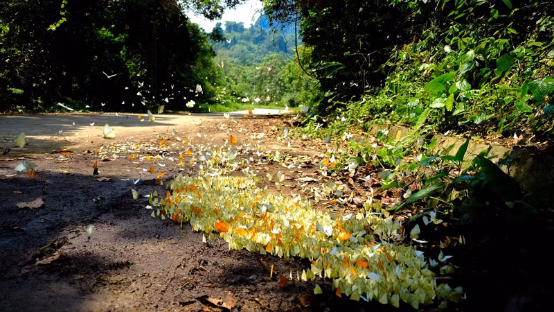 Le parc national de Cuc Phuong à Ninh Binh (au Nord du Vietnam) couvre une superficie de 25 000 hectares, avec une flore et une faune riches et diversifiées typiques des forêts tropicales humides. Photo : laodong.