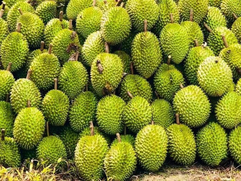 La Chine a officiellement mis à jour et approuvé 829 codes de zones de culture et 131 codes d'installations d'emballage pour le durian vietnamien. Photo : VNA.