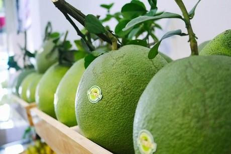 Le pamplemousse est le 7e fruit du Vietnam à être exporté vers le marché américain. Photo : tienphong.vn.