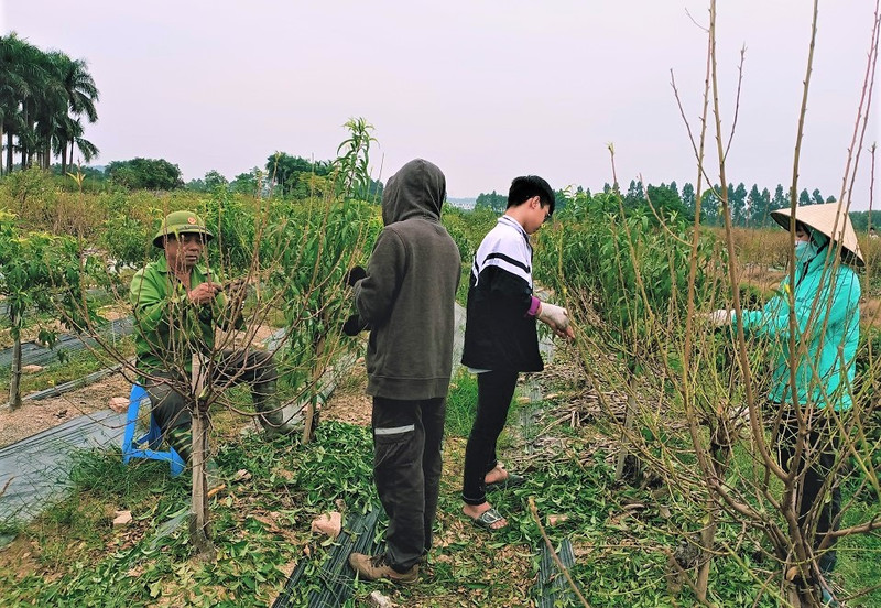 Dans le champ des pêchers de Nguyên Van Tinh. Photo : Minh Minh/NDEL.