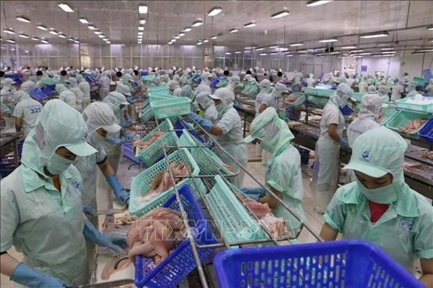 Transformation du pangasius destiné à l'exportation dans la société par actions d'import-export des produits aquatiques de Cuu Long An Giang. Photo: VNA