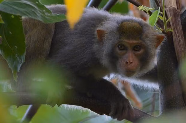 Un macaque à queue de cochon (nom scientifique: Macaca nemestrina) au Parc national de Kon Ka Kinh, dans la province de Gia Lai (Hauts Plateaux du Centre). Photo: VNA