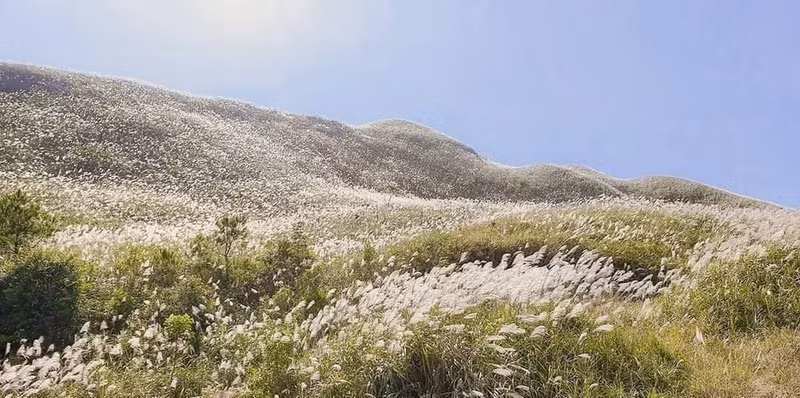 En automne, les collines sont couvertes de superbes roseaux blancs. Photo : petrotimes.vn En automne, les collines sont couvertes de superbes roseaux blancs. Photo : petrotimes.vn