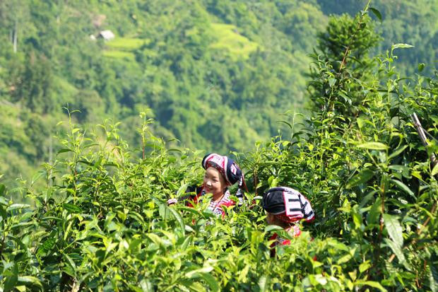 Les habitants de la commune de Nam Ty, district de Hoàng Su Phi récoltent du thé Shan Tuyêt. Photo : baohagiang.vn.