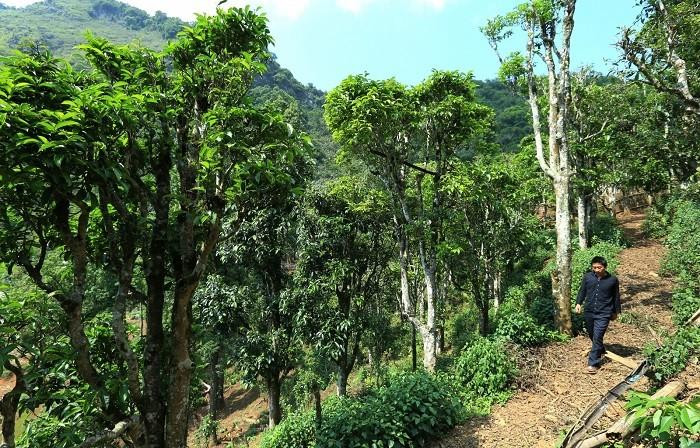 Des anciens théiers Shan Tuyet à Diên Biên. Photo : NDEL