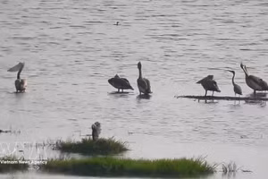 Des pélicans à pieds gris, une espèce rare, sont réapparus dans le parc national de Tram Chim, dans la province de Dong Thap, après six années d’absence. Photo : VNA.