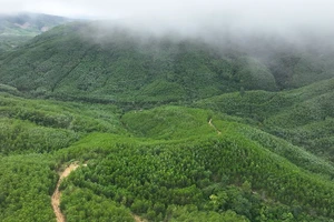 En 2025, le Vietnam a planté 285 000 hectares de forêts, soit 109,5 % de l’objectif fixé, ainsi que 108 millions d’arbres dispersés. Photo : VNA