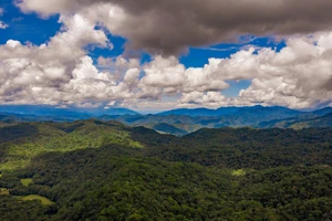 La forêt de Dong Chau s'étend à perte de vuePhoto: tienphong.vn