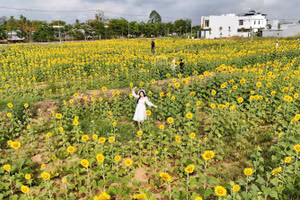 En ce début d'été, les voyageurs de passage au centre-ville de Can Tho ne manquent pas de faire un détour par le champ de tournesols situé près du pont Cai Nai, dans l'arrondissement de Cai Rang. Photo: tcdulichtphcm.vn