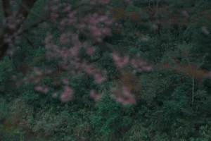 Les cerisiers du village de Pha Noi, commune de Muong Tip, zone frontalière de la province de Nghệ An, sont en pleine floraison. Photo : Le Ha