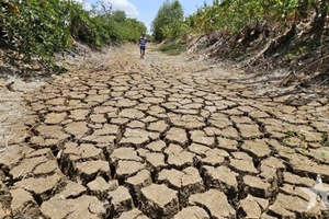 Le canal Suon, traversant la commune de Tan Tap, district de Cân Giuôc, province de Long An, à sec en raison d’une sécheresse prolongée et de la salinité en 2024. Photo : qdnd.vn