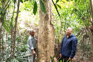 La forêt de Cam Mieu est préservée depuis des siècles par les villageois de Nghi Son (commune de Que Son Trung). Photo : DUY THAI