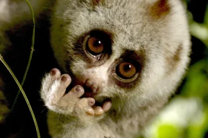 Selon la RTBF, ces zones protégées et inaccessibles abritent certaines des espèces animales les plus rares au monde. Photo : RTBF