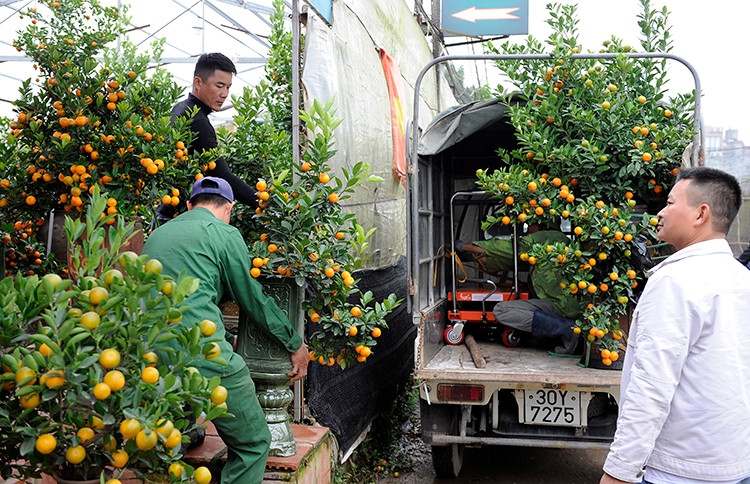 Le village de kumquat de Tu Liên se prépare pour l'année du Cochon ảnh 1