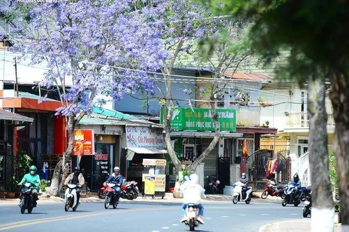 Da Lat se pare d’un manteau violet romantique grâce à une fleur venue d’Amérique du Sud. Photo : vtcnews.vn
