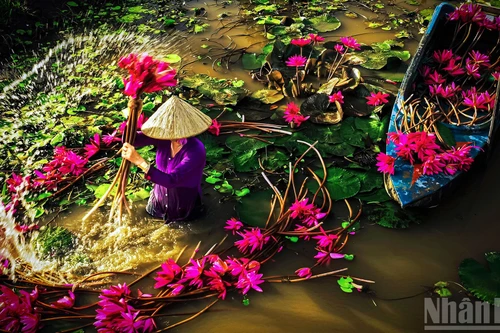 La saison des fleurs de nénuphar en pleine floraison. Photo: nhandan.vn