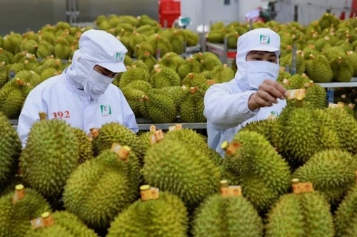Le durian est l’un des produits d’exportation importants du Vietnam. Photo: hanoimoi.vn