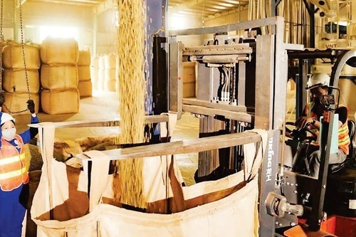 Production de café à la société Simexco DakLak. Photo: nhandan.vn