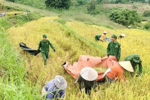 La saison dorée, symbole de l’attachement entre soldats et habitants aux confins frontaliers de Son La. Photo : VOV.