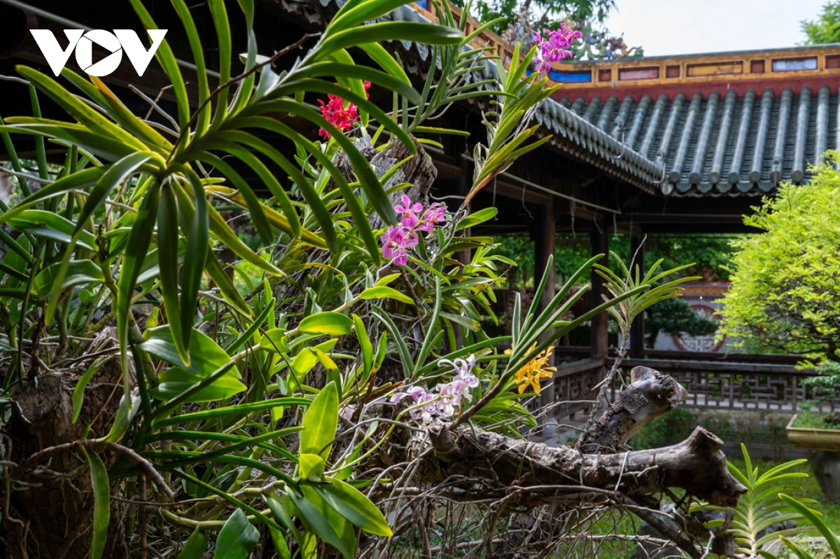 Dans la stratégie de développement d’un tourisme vert et durable à Hue, le jardin Thieu Phuong constitue un élément central, à la fois garant de la préservation du patrimoine et contributeur à un espace écologique sain. Photo : VOV. 11.png