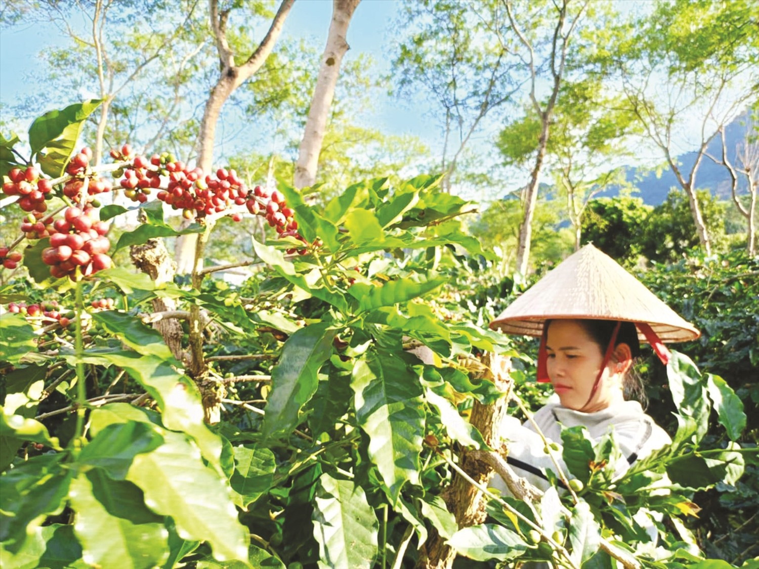 Récolte de café à Muong Ang – matière première de la marque « Café Chi Em » à Dien Bien. Photo : Baodantoc.