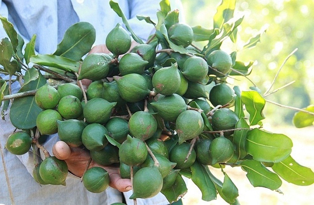 Le macadamia est également un produit à fort potentiel. Photo : Tapchicongthuong. mac-ca1.jpg