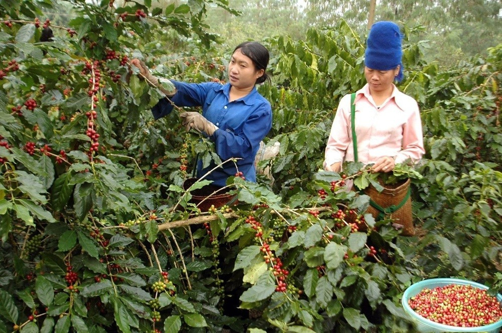 Le café de Muong Ang est un produit phare de Dien Bien. Photo : NDEL. da2d71b25c81f2dfab903-1417x943-5045.jpg