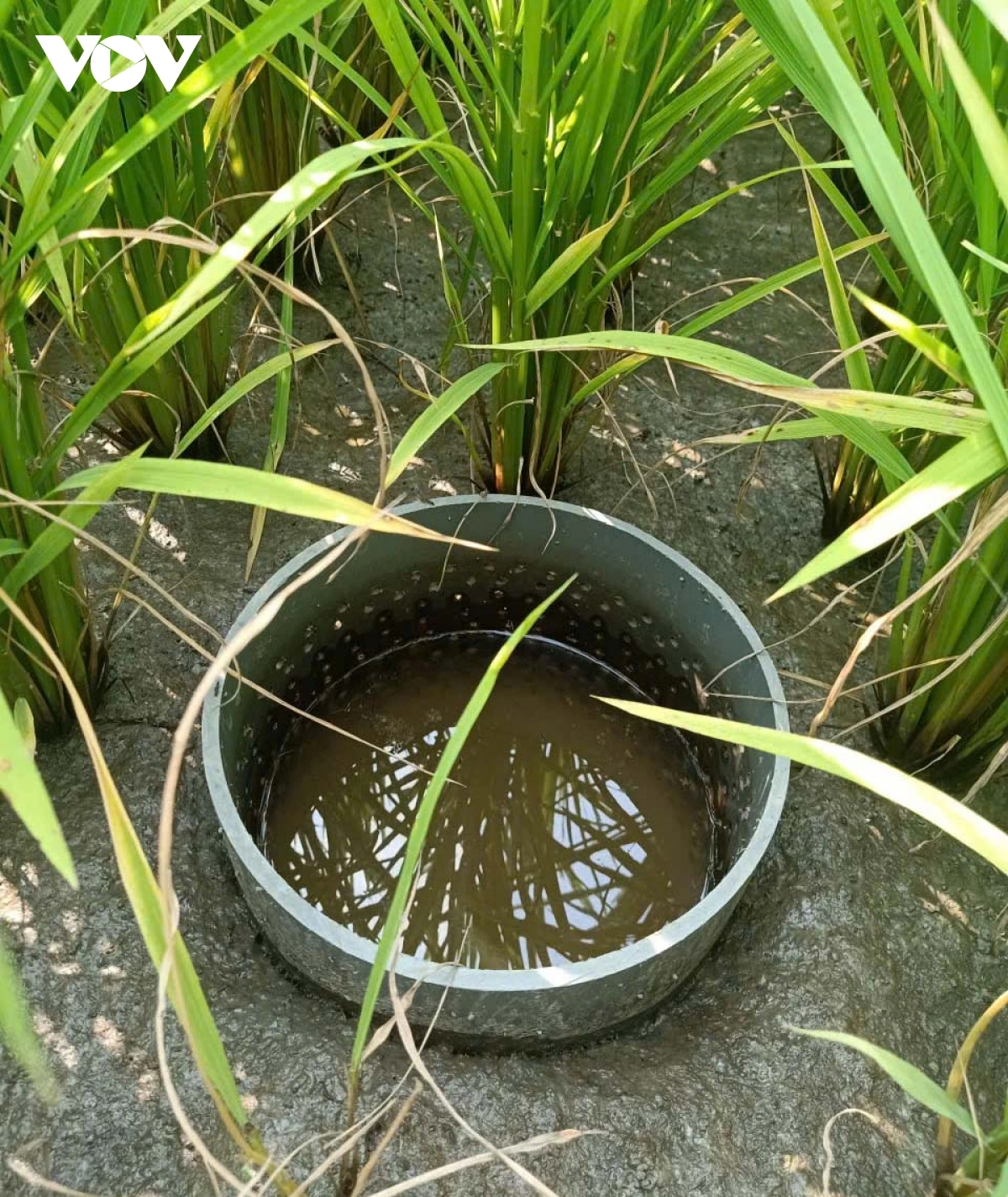 Des dispositifs de mesure de l’eau sont installés sur chaque parcelle rizicole. Photo : VOV. thiet-bi-do-nuoc-duoc-lap-dat-tren-cac-thua-ruong.png