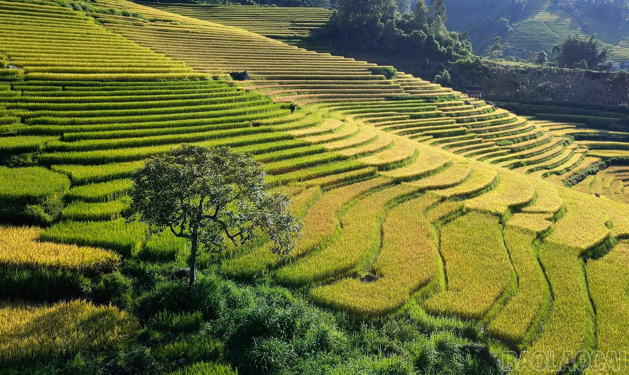 muong-bo-3.jpg