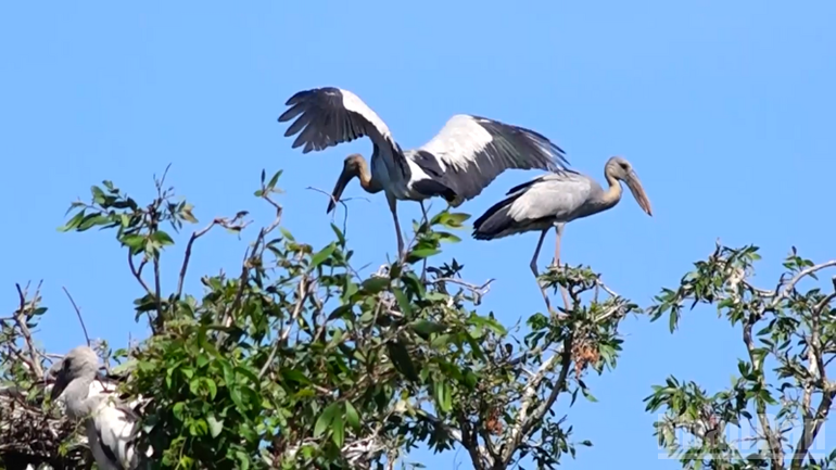 Des espèces d’oiseaux rares vivent dans la zone écotouristique Mua Xuan. Photo : NDEL. thiet-ke-chua-co-ten-3.png