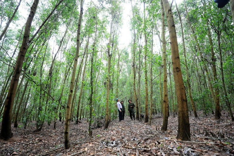 Modèle de forêt de bois de grande taille associant acacias et essences indigènes. Photo : Phan Nhat Anh. song-kol-phan-nhat-anh-7092-1588-1325.jpg