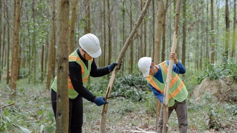 Élagage d’arbres forestiers destinés à la production de bois de grande taille. Photo : GIZ/Vu Thanh.