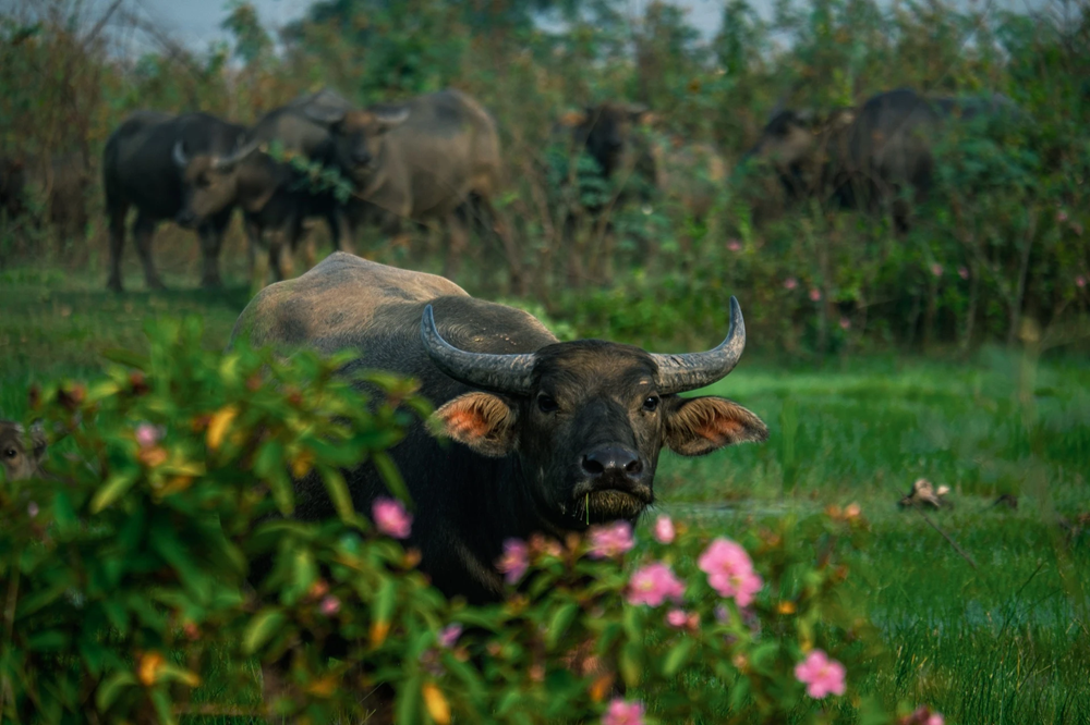 « La mùa len trâu, c’est comme une fresque vivante du monde rural : la boue tiède, le soleil naissant et les rires clairs des paysans s’entrelacent dans le silence apaisant de la nature », murmure le voyageur, le regard encore suspendu à ces instants de grâce. Photo : Znews. 8.png