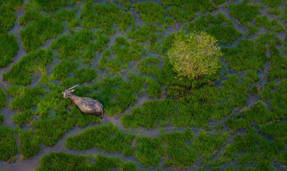 Aux premiers jours de juin, alors que la lumière du matin effleure doucement les eaux calmes des champs inondés de Tram Lac, une ancienne contrée du district de Duc Hoa, autrefois rattachée à Long An et, aujourd’hui, terre de Tay Ninh, Nguyen Van May, ingénieur en informatique de 32 ans, est déjà sur place. Appareil en main, il cherche à saisir la beauté fugace de la « mùa len trâu », une scène emblématique de la vie rurale, empreinte de douceur et d’harmonie, propre aux campagnes du Sud vietnamien. Photo : Znews. 2.png
