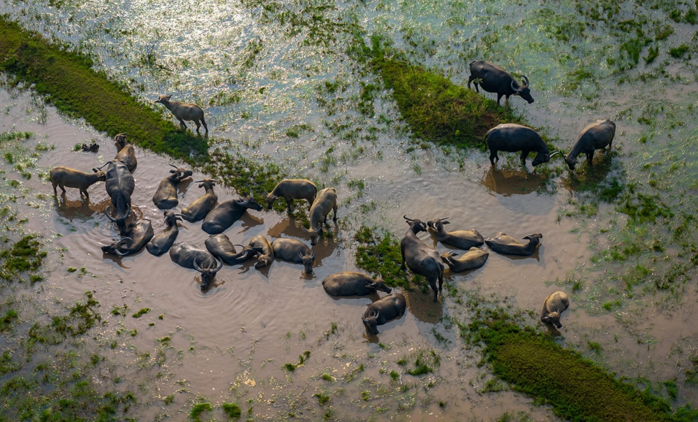 Passionné de photographie et de voyage, Nguyen Van May s’était renseigné à l’avance sur Tram Lac et la « mùa len trâu ». Dès l’aube, il attendait le moment où les buffles s’élancent vers les pâturages. Vue du ciel, la scène offrait une fresque paisible et saisissante : des silhouettes sombres se mouvaient lentement sur les nappes d’eau, traçant une harmonie spontanée sur les rizières éclatantes de vert et d’ocre. Photo : Znews. 3.png