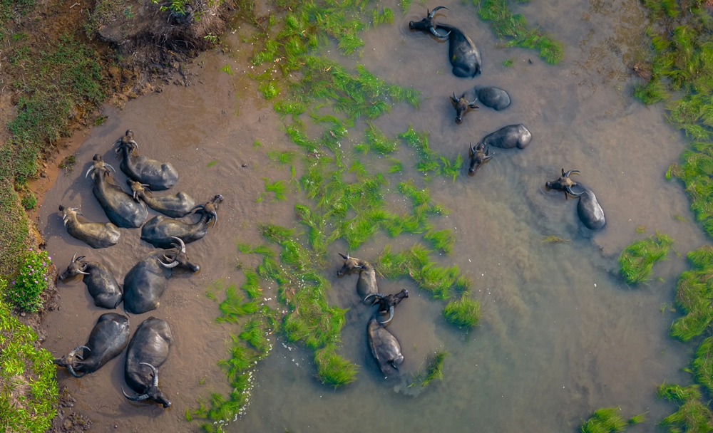 Pour Nguyen Van May, la « mùa len trâu » ne se résume pas à une simple matière photographique. C’est une respiration du pays, une trace silencieuse du lien ancestral entre l’homme et la nature, un fragment vivant de la mémoire rurale du Sud-Ouest du Vietnam. Photo : Znews. 7.png