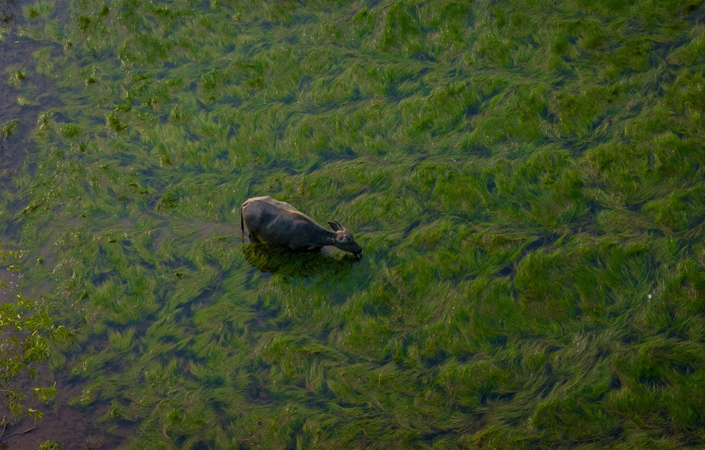 « Ce que j’aime par-dessus tout, c’est saisir ces instants de calme absolu : un ou deux buffles broutant dans la mer de verdure, ou s’abandonnant à la fraîcheur de l’eau dans les champs inondés », confie-t-il d’une voix douce. Photo : Znews. 6.png