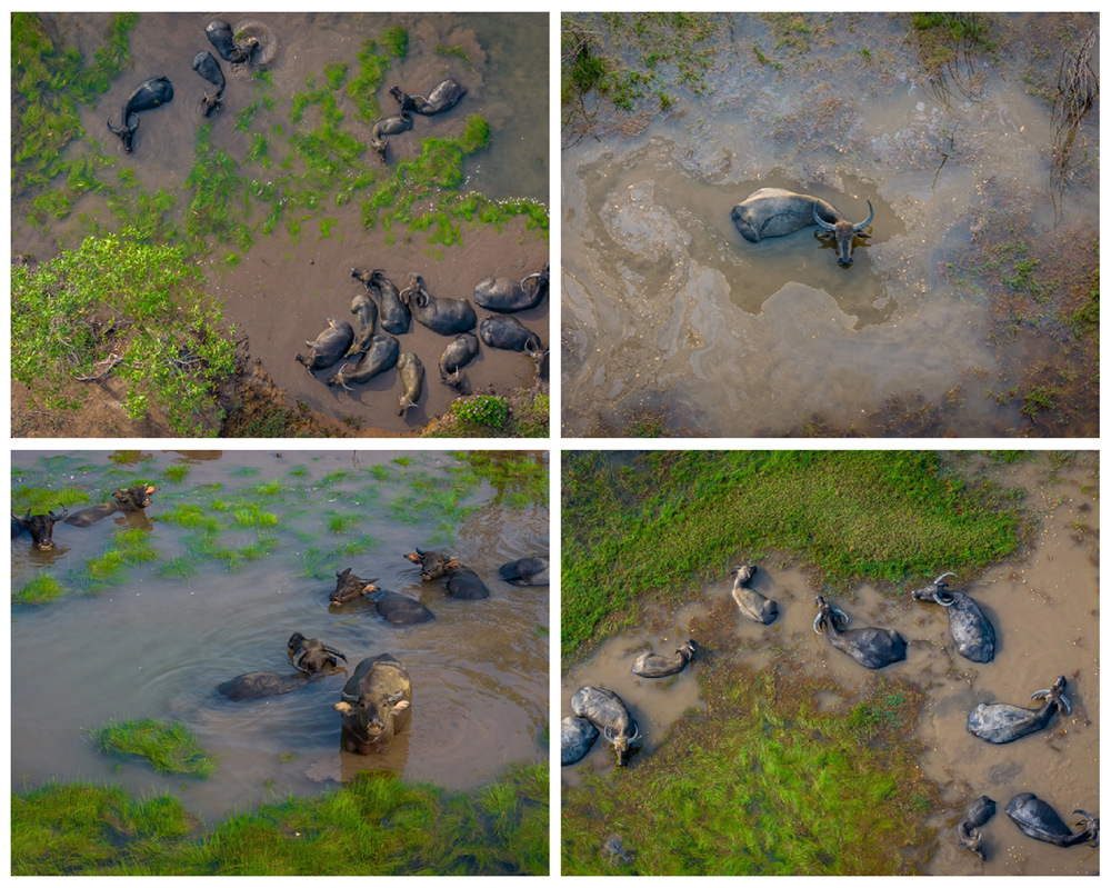 À travers son objectif, une scène saisissante se dévoile : un troupeau d’une trentaine de buffles traverse lentement les champs inondés, certains s’immergeant à demi dans les flaques étincelantes. « J’ai attendu avec patience le moment où tout le troupeau s’engage d’un même mouvement dans les prairies, afin de capturer les images les plus vivantes et harmonieuses », confie-t-il. xanh-duong-va-mau-kem-ke-hoach-du-lichky-nghi-anh-ghep-936.png