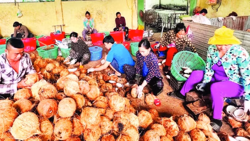 La transformation des produits à base de coco dans la province de Vinh Long a créé de nombreux emplois pour la main-d'œuvre rurale. Photo : NDEL.