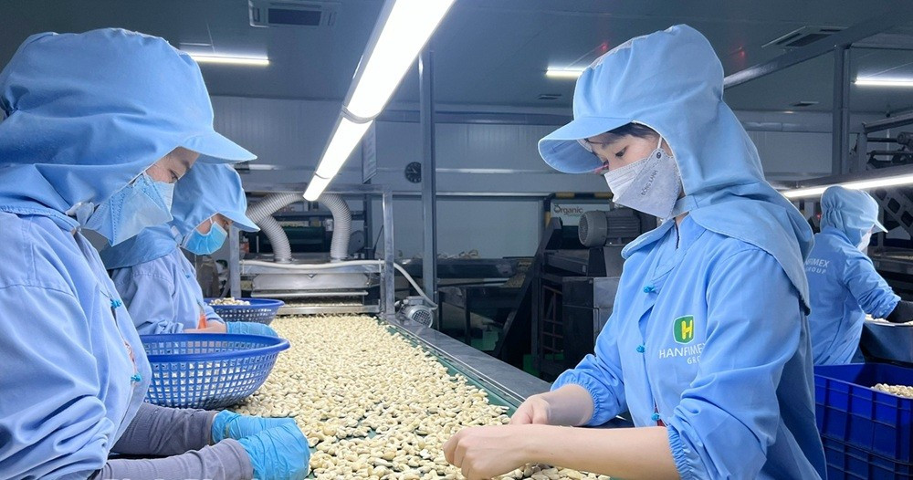 Des ouvrières trient des noix de cajou dans une usine de transformation. Photo : Baobinhphuoc. image003-20021406072023-1.jpg