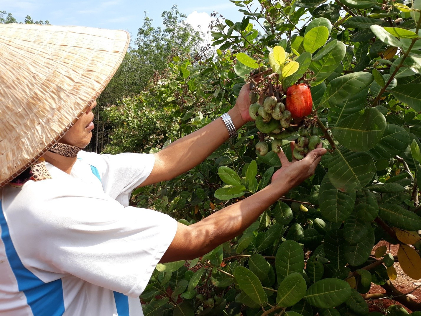 Dans un verger à Dong Nai, un agriculteur examine des pommes cajou. Photo : magazine des sciences et technologies du Vietnam.