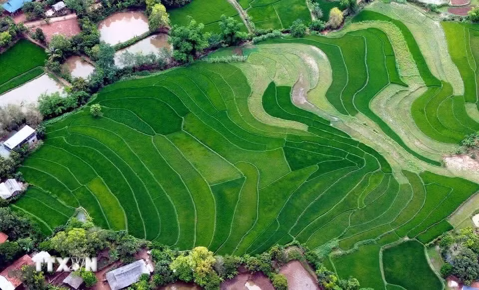 canh-dong-lua-chin-1-resize.jpg