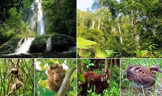 Système de faune et de flore dans le Parc national de Phong Nha-Ke Bàng. Photo : PNKB