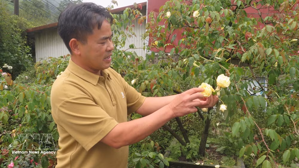Do Phu Chinh, habitant du quartier d’O Quy Ho, a acclimaté et multiplié près de 100 variétés de roses anciennes, dont la précieuse variété locale de rose ancienne Bach Ngoc de Sa Pa. Photo : VNA