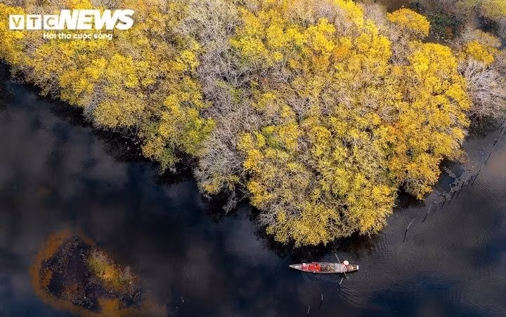 Ces dernières années, Ru Cha (quartier de Hoa Chau, ville de Huê) est devenue une nouvelle destination touristique prisée de l’ancienne capitale impériale. Cette forêt primaire singulière est connue comme la seule mangrove encore présente sur la lagune de Tam Giang, le plus vaste complexe lagunaire d’Asie du Sud-Est.